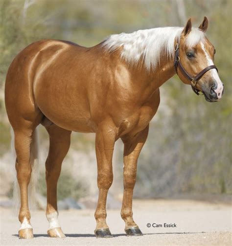 palomino quarter horse - stunning in gold | Palomino horse, Quarter horse, Horses