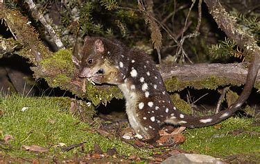 Buy Spot-tailed Quoll Image Online - Print & Canvas Photos - Martin ...