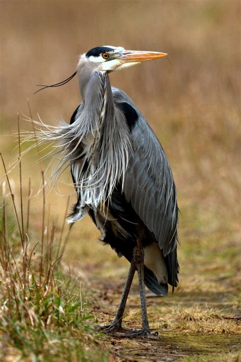 Wild Side: Great blue heron | Coastal Life | discoverourcoast.com