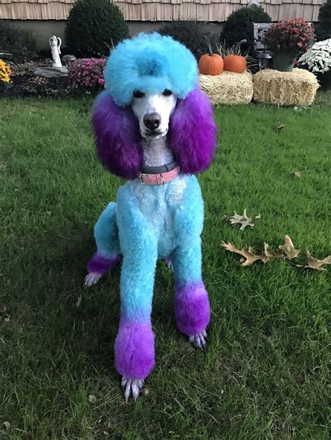 43 best Rainbow Poodles images on Pinterest | Poodle grooming, Poodles and Creative grooming