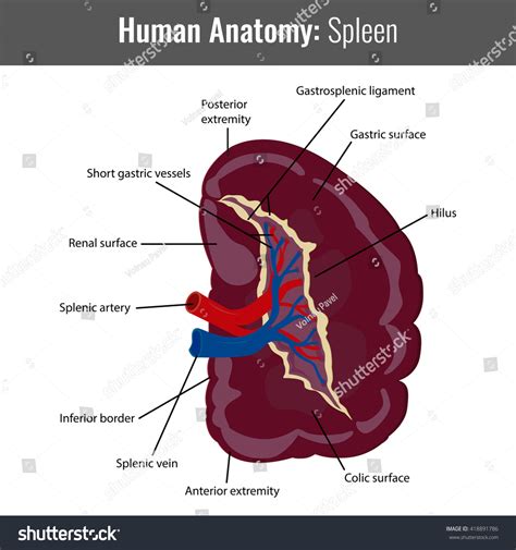 Human Spleen Detailed Anatomy Vector Medical Stok Vektör (Telifsiz) 418891786 | Shutterstock