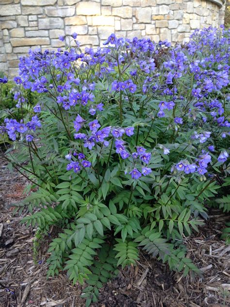 Jacob's Ladder | Plant Profile | Sylvan Gardens Landscape Contractors