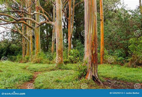 Rainbow Eucalyptus Trees, Maui, Hawaii, USA Stock Image - Image of ...