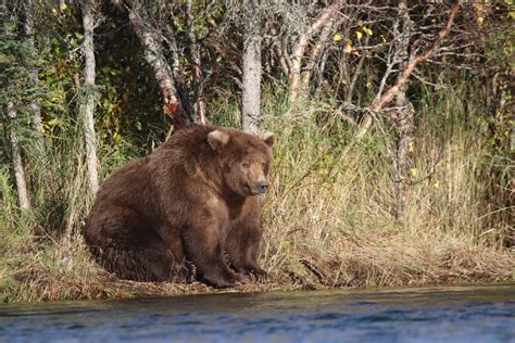 Department of the Interior: Everything You Want to Know About Katmai ...