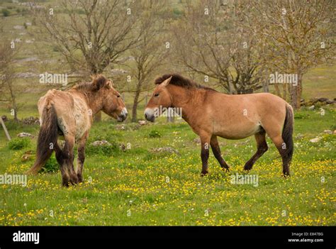 Przewalski's horse, Przewalski's horse in a wild herd, introduced, at ...