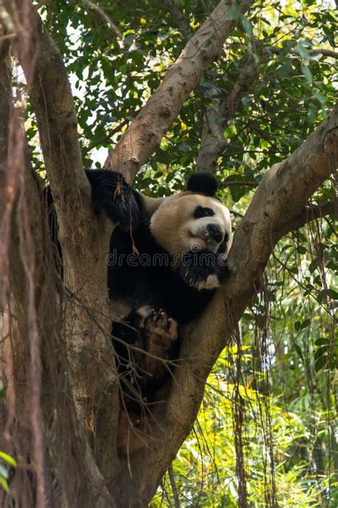 Cute Panda is Sleeping on the Tree Stock Image - Image of young, bear: 89539837