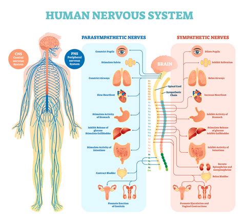 Effects of Drugs & Alcohol on the Nervous System