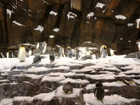 SeaWorld's Antarctica: Empire of the Penguin - an immersive & chilling attraction like no other ...