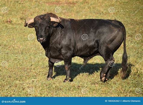 A Strong Spanish Black Bull Stock Photo - Image of agressive, cattle ...