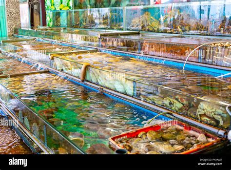 Seafood market fish tank in Sai kung Hong Kong Stock Photo - Alamy