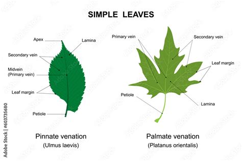 Simple leaves examples with names. Labelled diagram. Simple leaf with pinnate venation (Ulmus ...