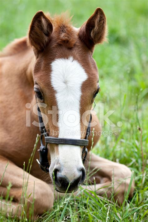 Thoroughbred Horse Colt Stock Photo | Royalty-Free | FreeImages