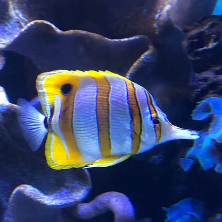 Waikiki Aquarium (Honolulu) - All You Need to Know Before You Go - UPDATED 2018 (Honolulu, HI ...