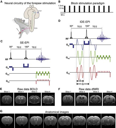 Experimental design, pulse sequences, and raw data quality. (A ...