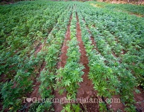 Best Soil For Marijuana Plants Growing Outdoors