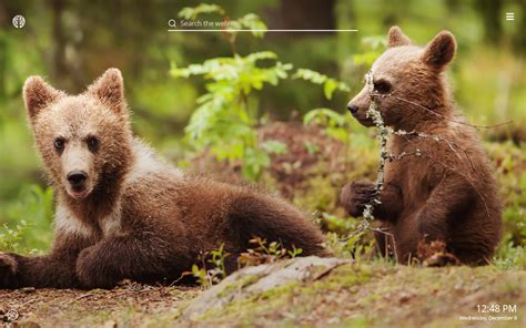 Baby Bear Wallpapers - Wallpaper Cave