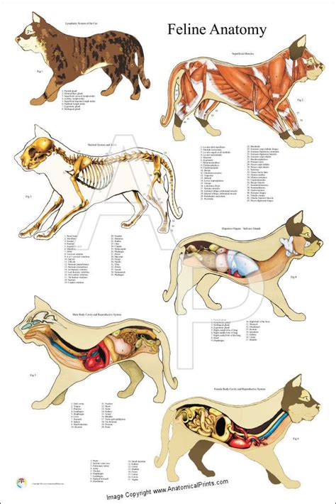 Cat Interne Muscle Skeletal Anatomy Poster 24 X 36 | Etsy