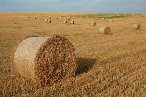 Straw bales 1 stock image. Image of industry, corn, area - 7059785