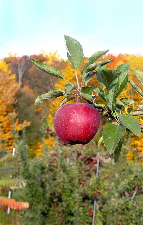 HD wallpaper: Apple, Tree, Orchard, Agriculture, harvest, autumn, fall ...