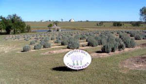 Chappell Hill Lavender Farm - Brenham, Texas & Washington County