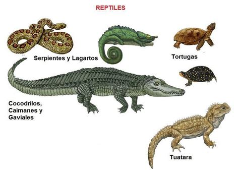 Reptiles: definición, características y ejemplos - ¡con ESQUEMA!