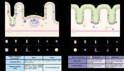 Cell-type-specific response of intestinal epithelial cells. (A)... | Download Scientific Diagram