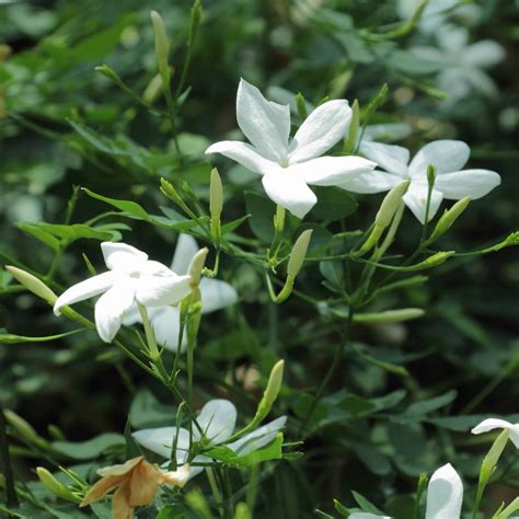 How to Make Exotically Scented Jasmine Tea at Home