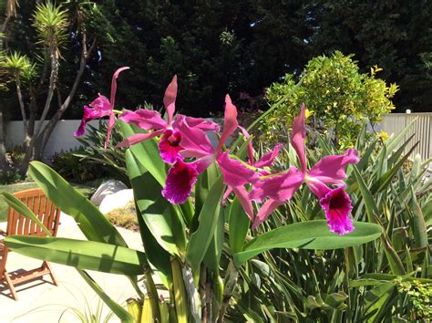 Cattleya (Laelia) Pacavia, primary hybrid of Laelia tenebrosa x Laelia ...