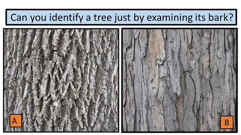 Bark another way to identify trees