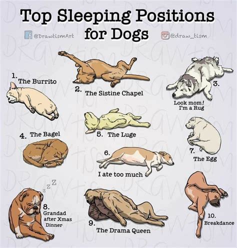 Pin on Inspiration + | Dog sleeping positions, Sleeping dogs, Dog body ...