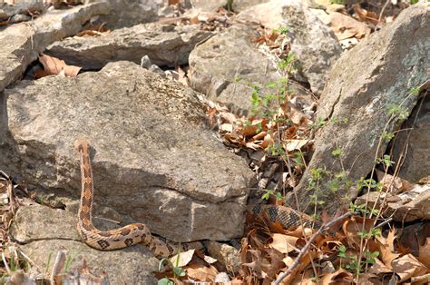 Rattlesnake Habitat | A large timber rattlesnake is crawling… | Flickr