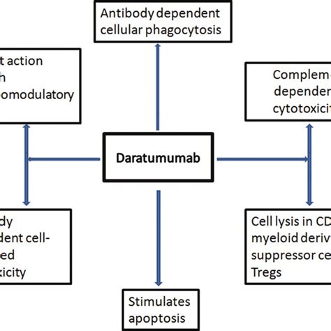 Mechanisms of action of daratumumab | Download Scientific Diagram