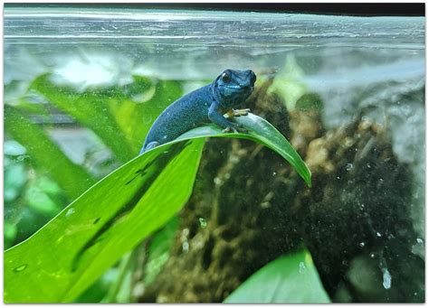 Project 365. A photo a day - Blue gecko - CatsKidsChaos