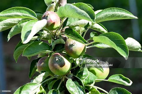 Young Columnar Apple Tree With Fruits Stock Photo - Download Image Now ...