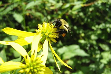 Bumble bee | Bumble bee with pollen on its legs. | David Hoshor | Flickr