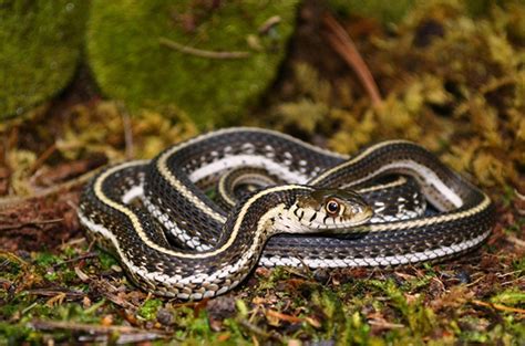 Feds target critical habitat for endangered gartersnakes