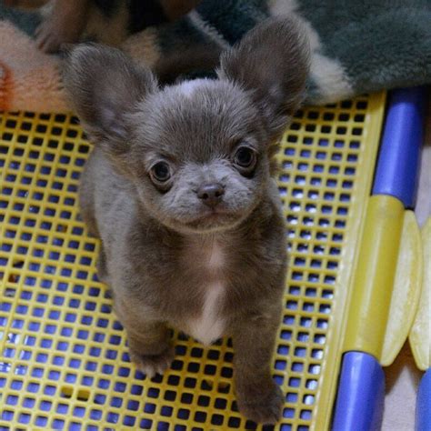 Blue Teacup Chihuahua Puppies For Sale - Pets Lovers