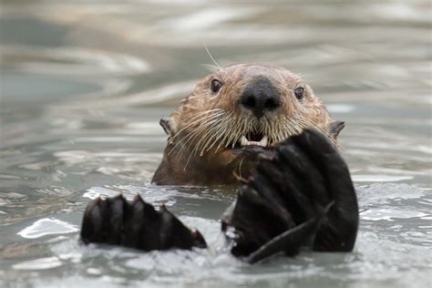 Sea otter, Alaska by alainmauviel - VIEWBUG.com