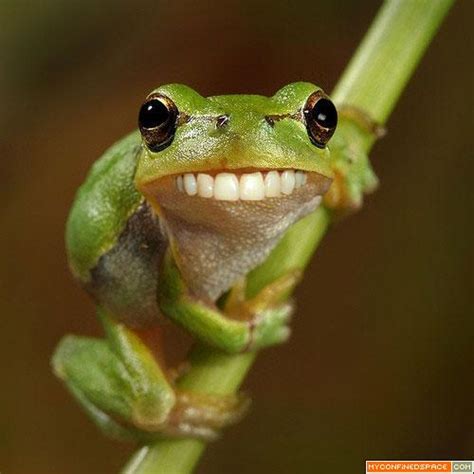 Funny Frog New Photos 2011 | Funny And Cute Animals