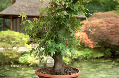 Making a Japanese Maple Bonsai - Bonsai Empire