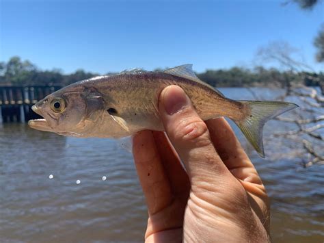 Scott’s Species – tailor, tough predators with razor teeth – Recfishwest