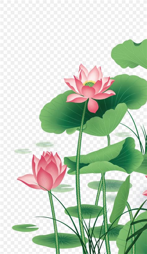 Nelumbo Nucifera Euclidean Vector, PNG, 1769x3047px, 3d Computer Graphics, Nelumbo Nucifera ...