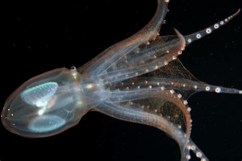 Rarely Seen Translucent Deep Sea Octopus Is Clearly a Stunner ...