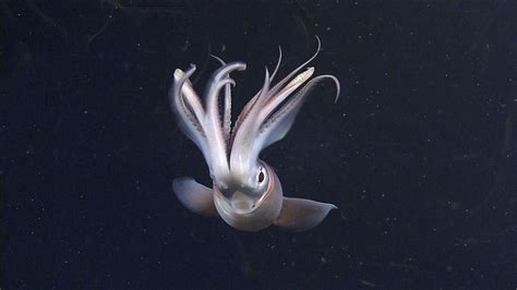 These terrifying squids will freak you out (pictures) | Cool sea creatures, Squid, Deep sea squid