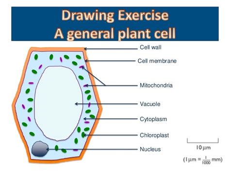 Onion Epidermal Cell Labeled Diagram - General Wiring Diagram