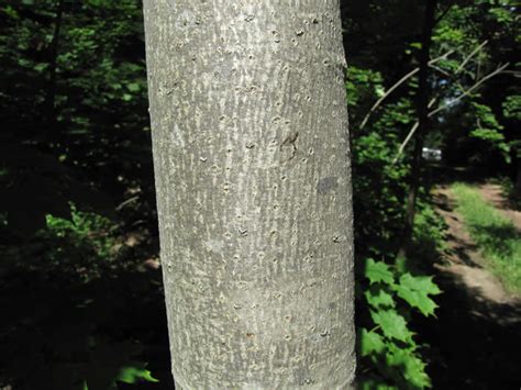 American Basswood - Tilia americana | The Arboretum