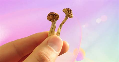 Mushroom Dosage: What is the “Right” Amount of Shrooms? | DoubleBlind Mag