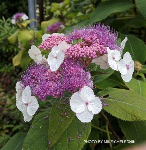 Hydrangea aspera Rough-Leaved Hydrangea — Mr Maple │ Buy Japanese Maple Trees