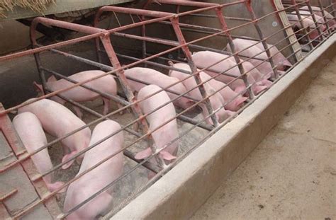 How to Start a Piggery Business in the Philippines - Business News ...