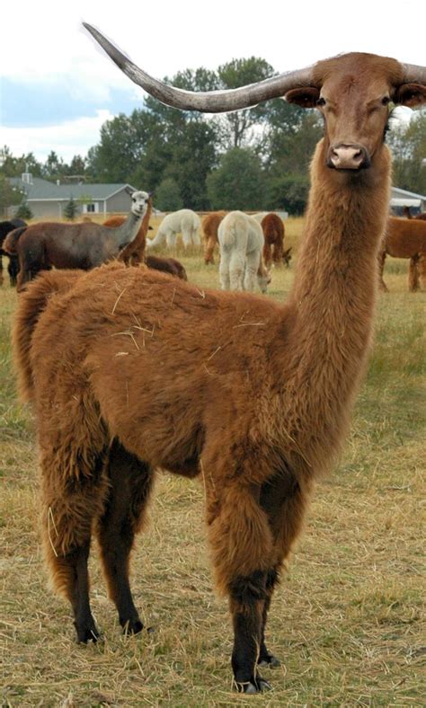 Alpaca Pics ~ Emo Alpacas Llamas Mohawks Guanaco Learnt Podziel | wallpaperlist